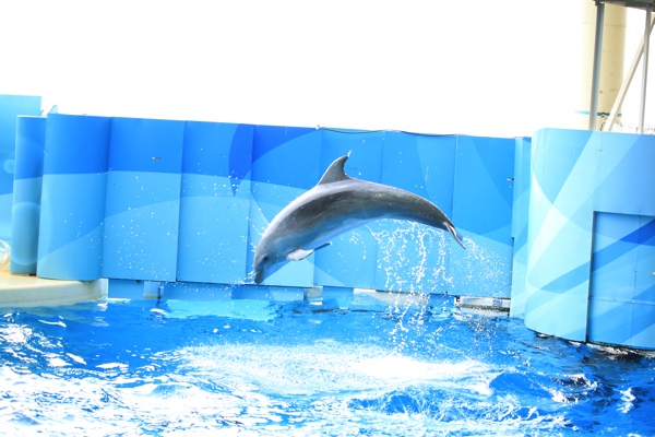 イルカジャンプ
