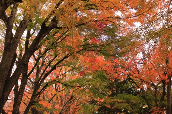 紅葉