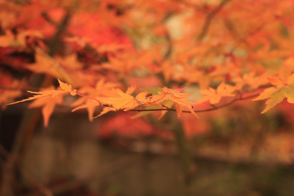 紅葉