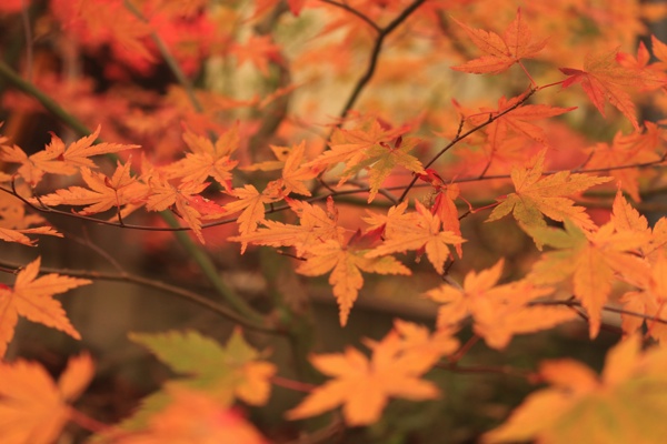 紅葉