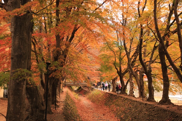 紅葉トンネル