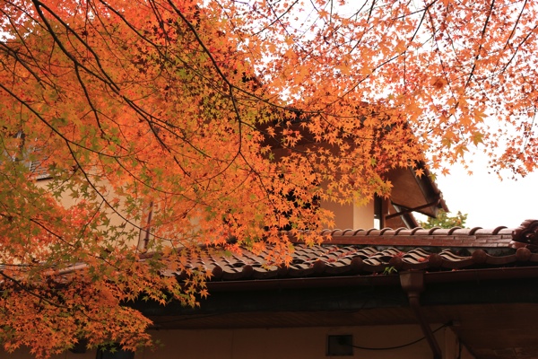 お家と紅葉