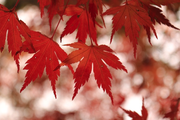 上から紅葉