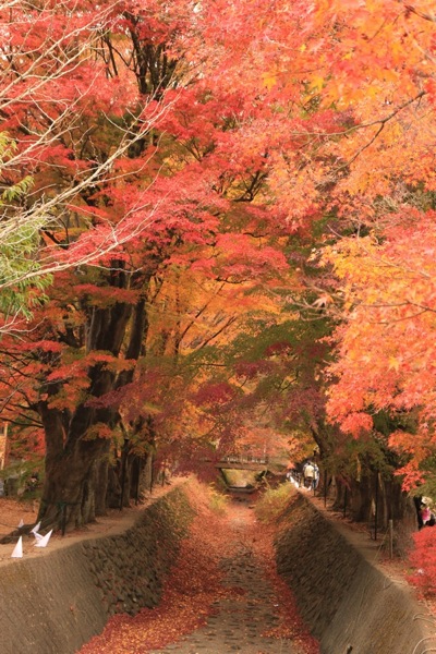 紅葉に包まれて