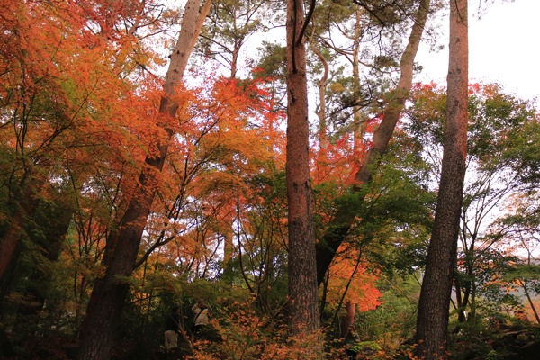 紅葉浴