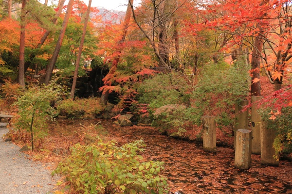 一面の紅葉
