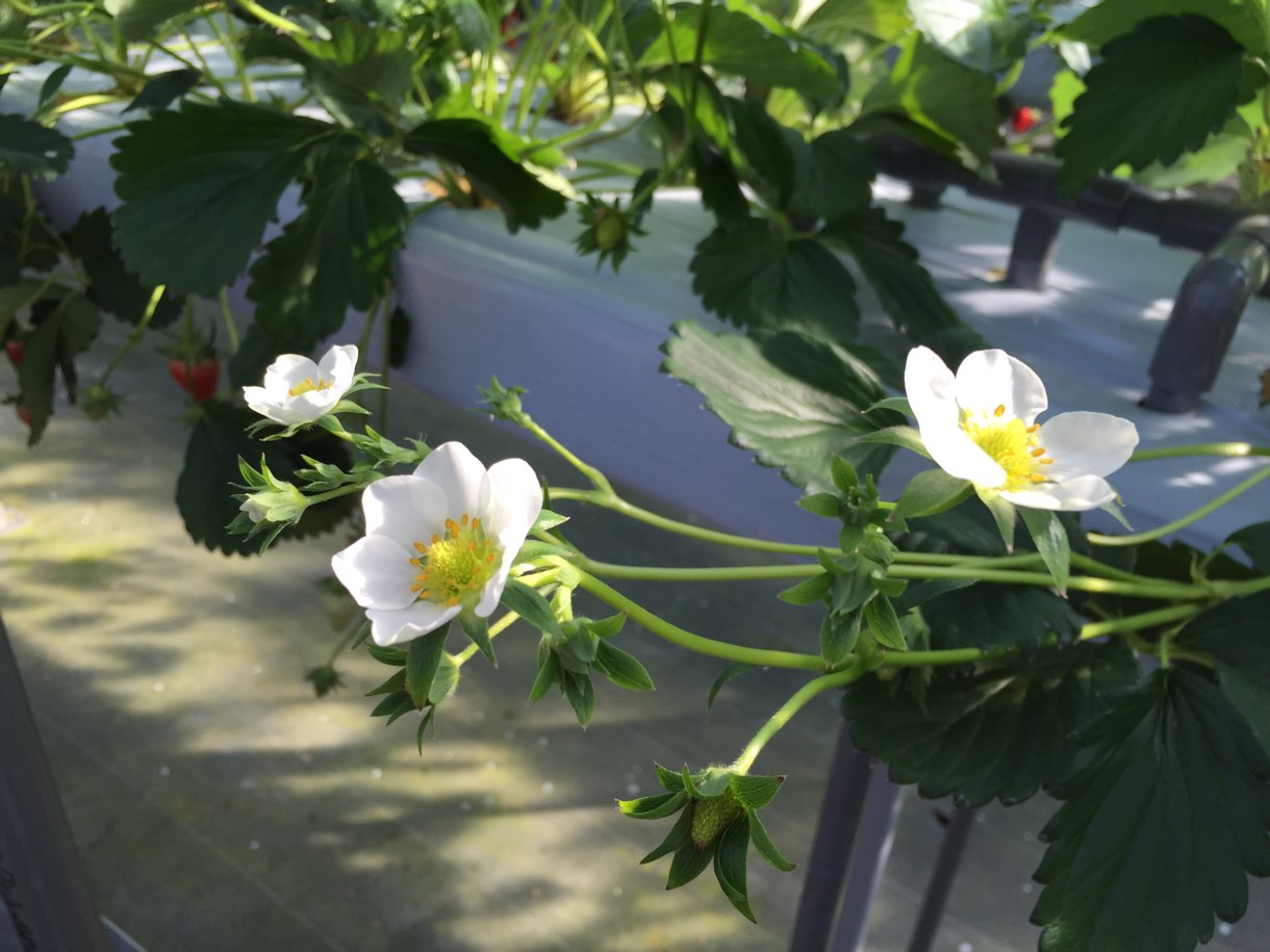 イチゴの花もありました♪
