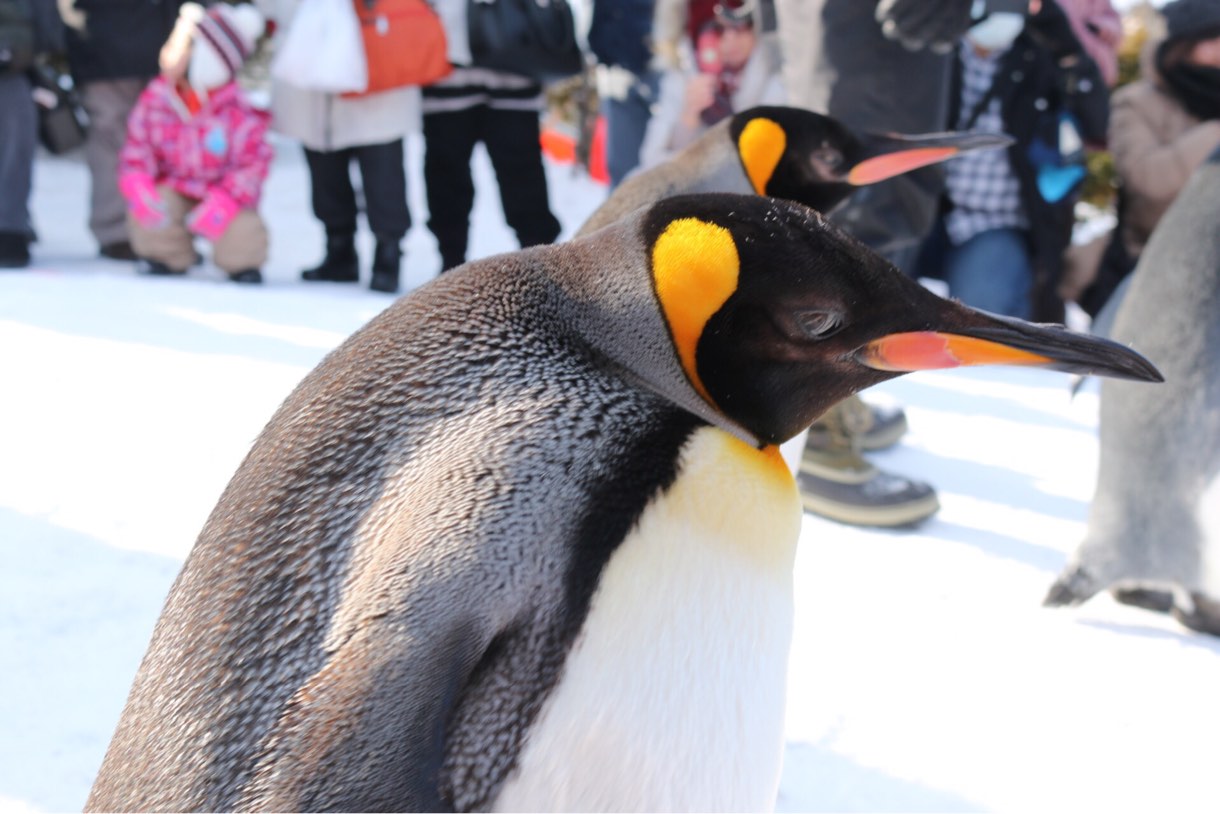 ズームなしでもこんなに近くペンギンが撮れる距離に大接近！