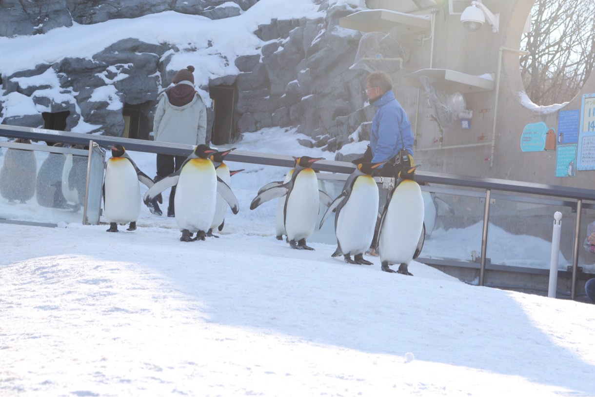 ペンギンのお散歩スタート地点で
