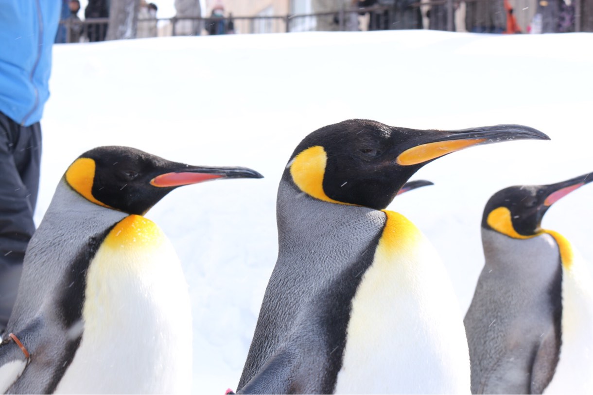 目の前を通り過ぎるペンギン