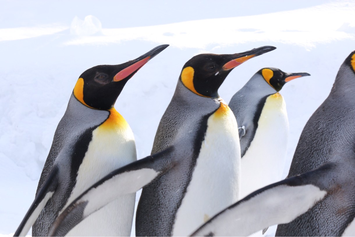 ペンギンのお散歩