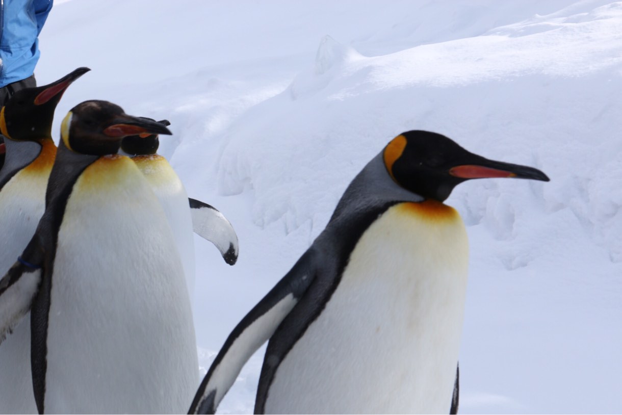 ペンギンのお散歩
