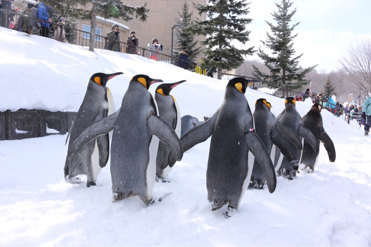 [Å] 旭山動物園のペンギンのお散歩何時から？ペンギンが目の前を歩く姿が可愛すぎて2回見てきた！ 