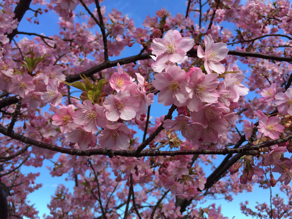 河津桜