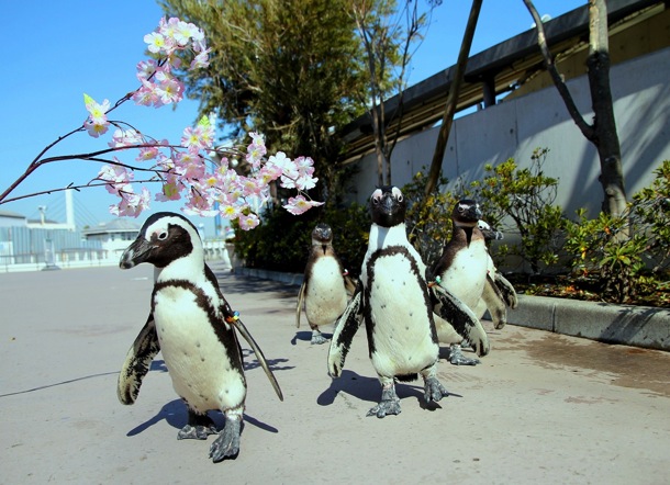 お花見ペンギンパレード