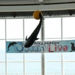 [Å] アシカとイルカのコラボショーが珍しい「アクアワールド茨城県大洗水族館」で写真撮ってきた！