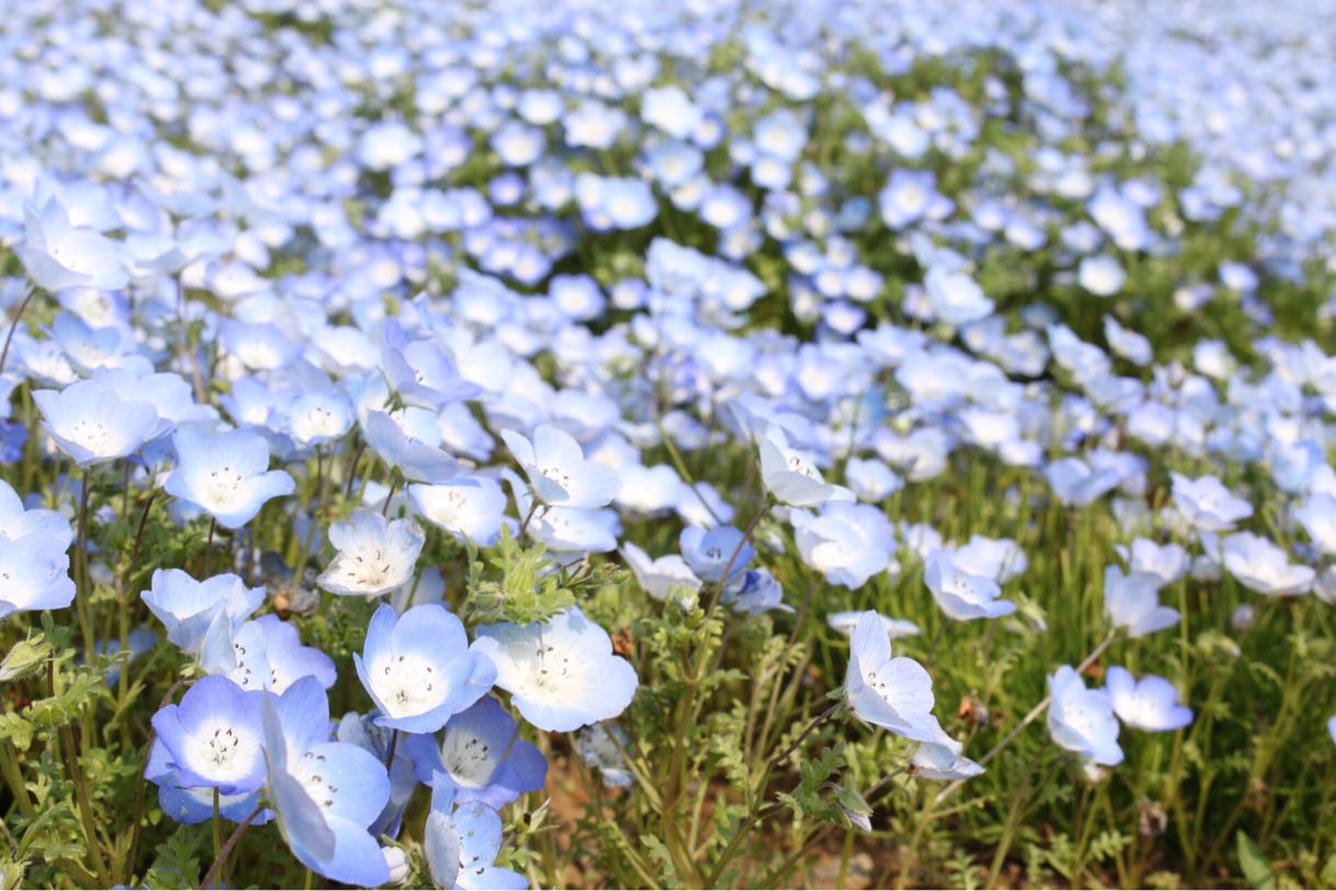 ネモフィラのお花