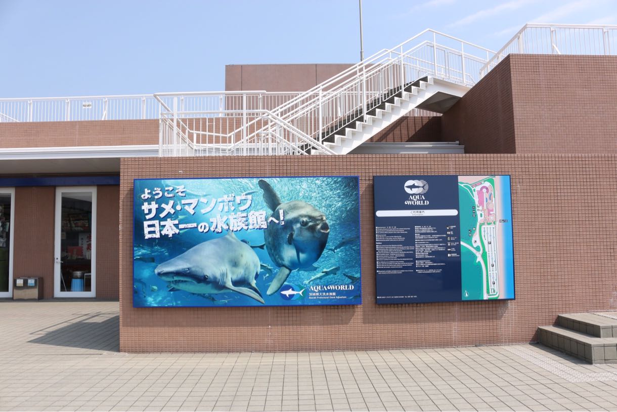 サメとマンボウ