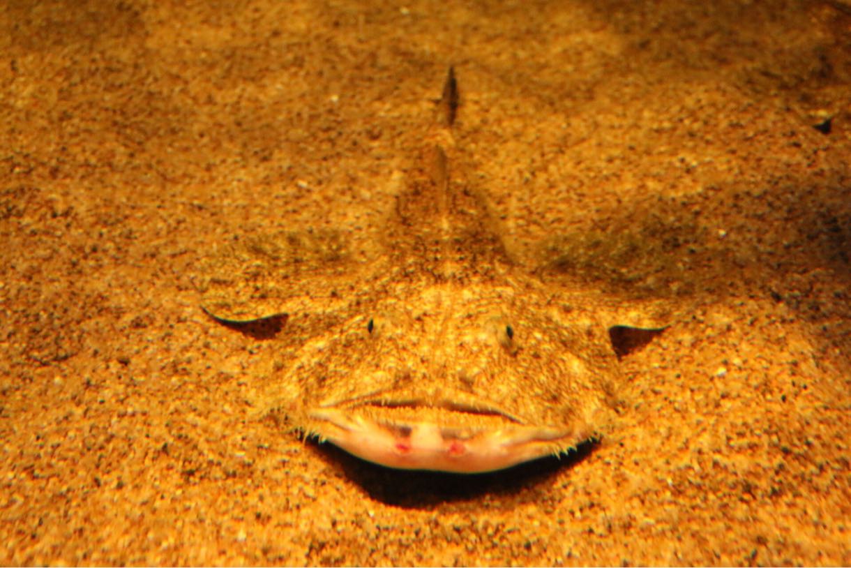 かくれんぼ