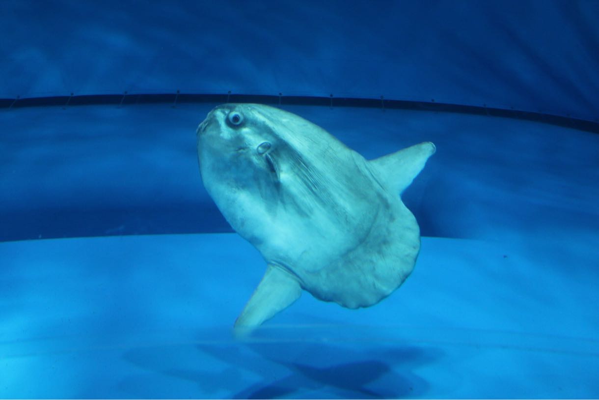 うわさのマンボウ