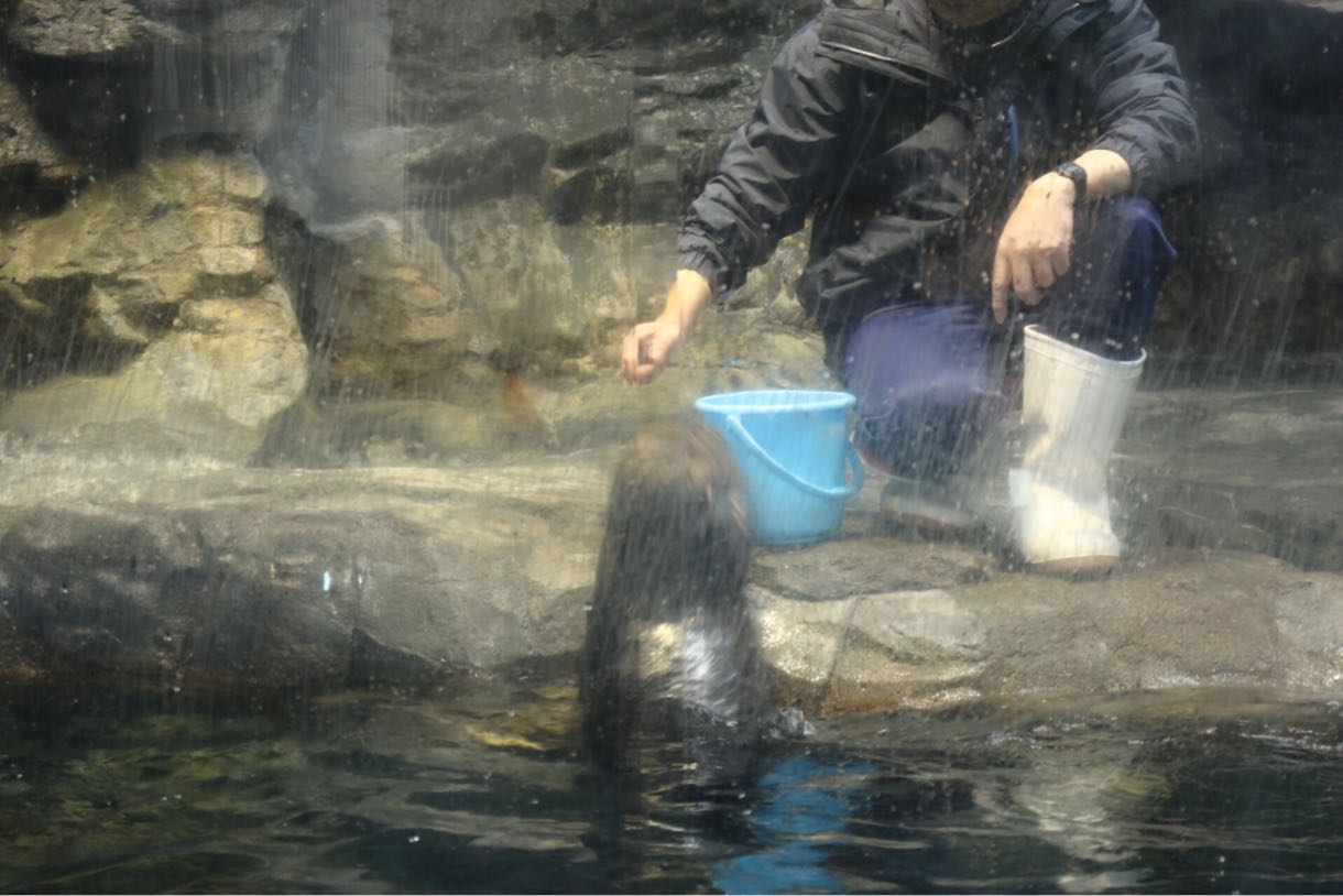 ラッコの餌やり