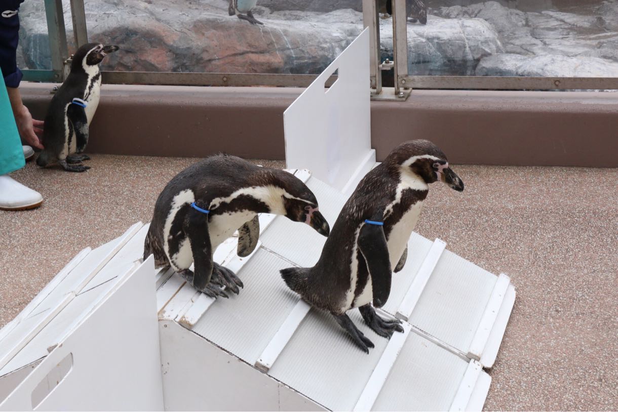 ペンギンのお散歩
