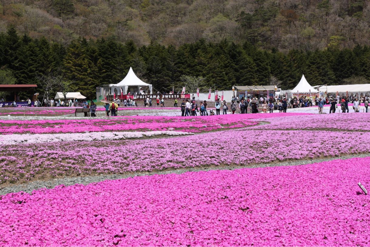 富士芝桜