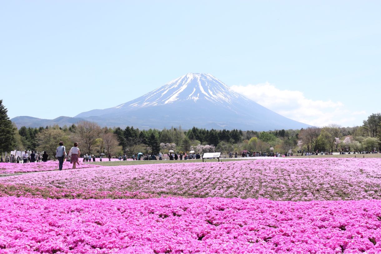 富士山と芝桜