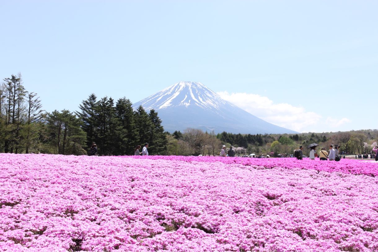 富士山と芝桜