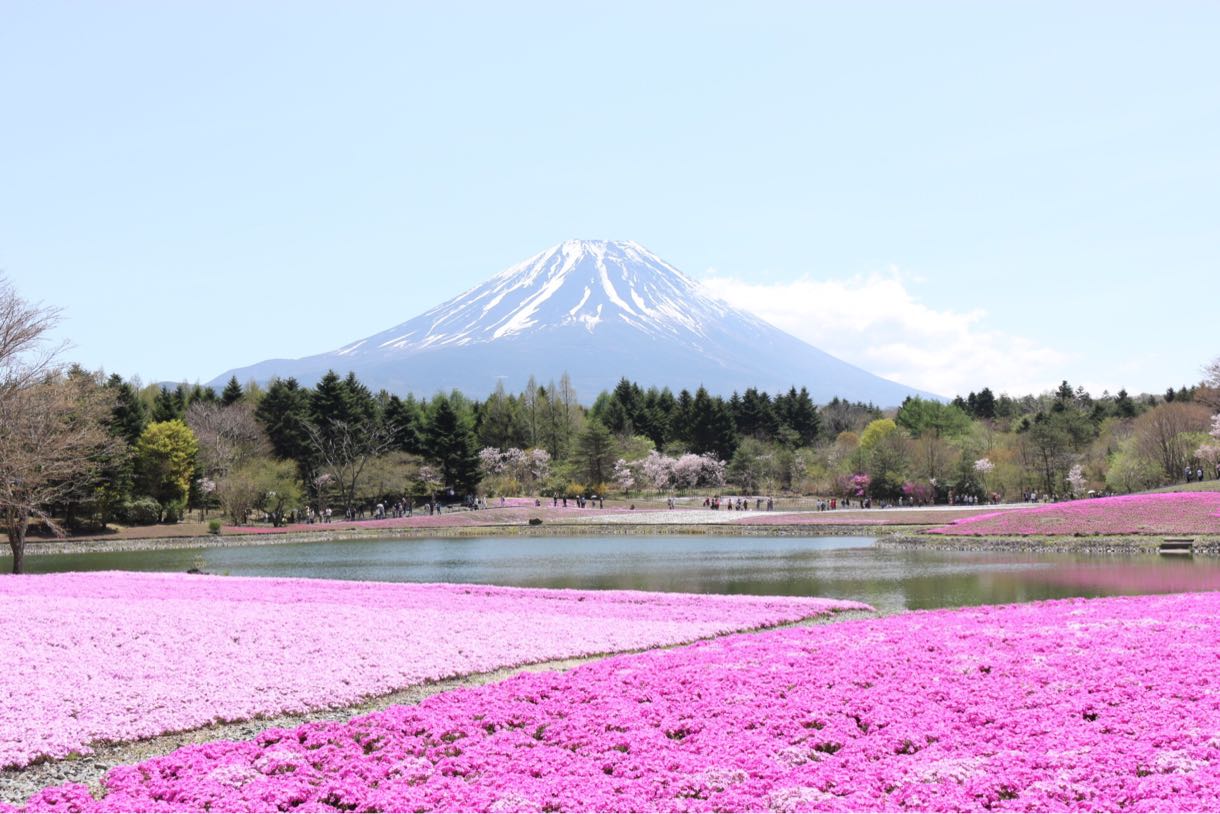 富士山と湖と芝桜