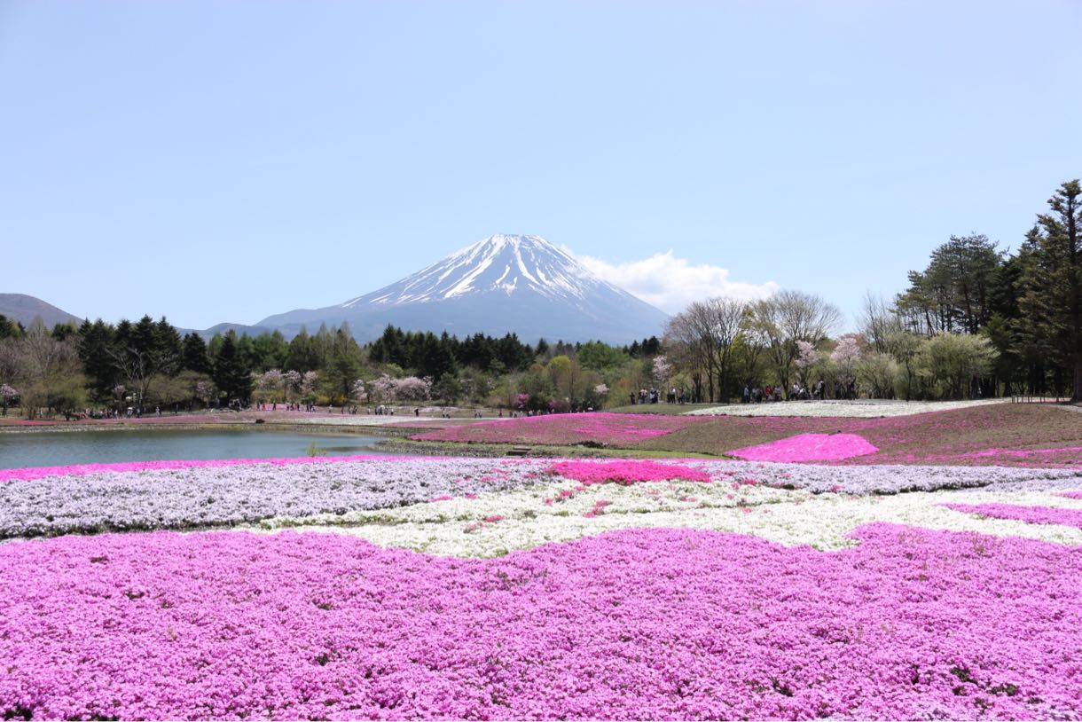 芝桜