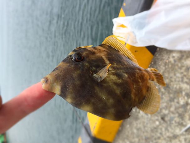 三崎の釣りは6月から釣れるっぽい!