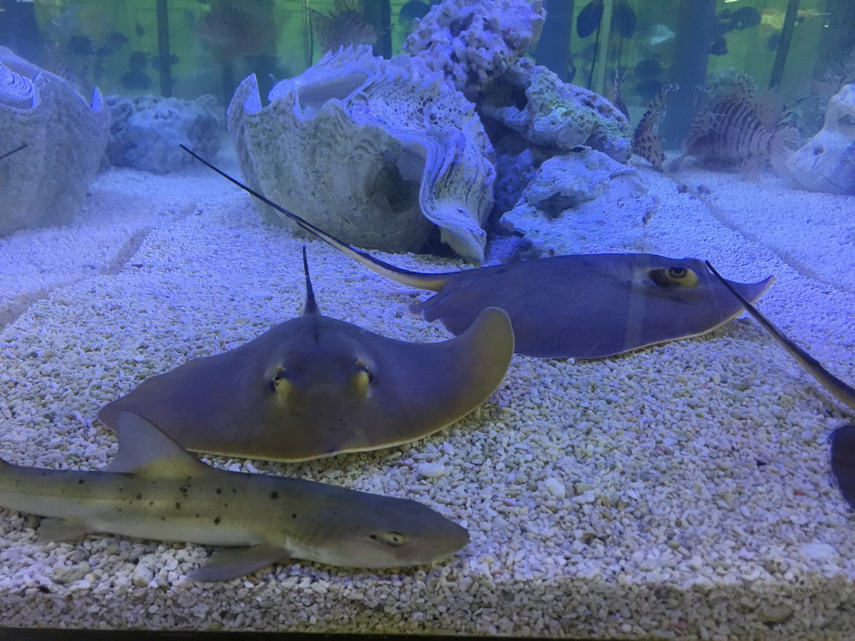 水槽の中にエイとサメいた