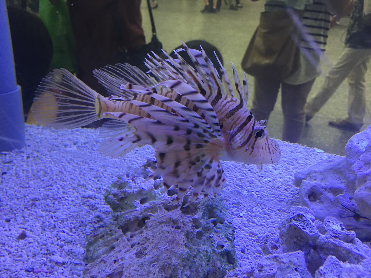 水槽の中の魚