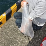 [Å] ハオコゼ（毒魚）に刺された体験談・症状・応急処置を知っておく大切さ【釣り録02】