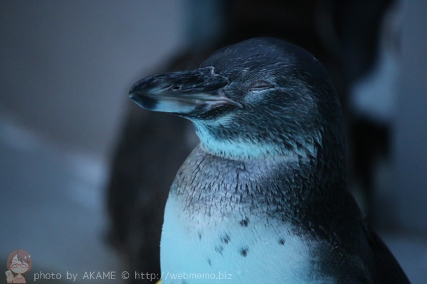 眠そうなペンギン
