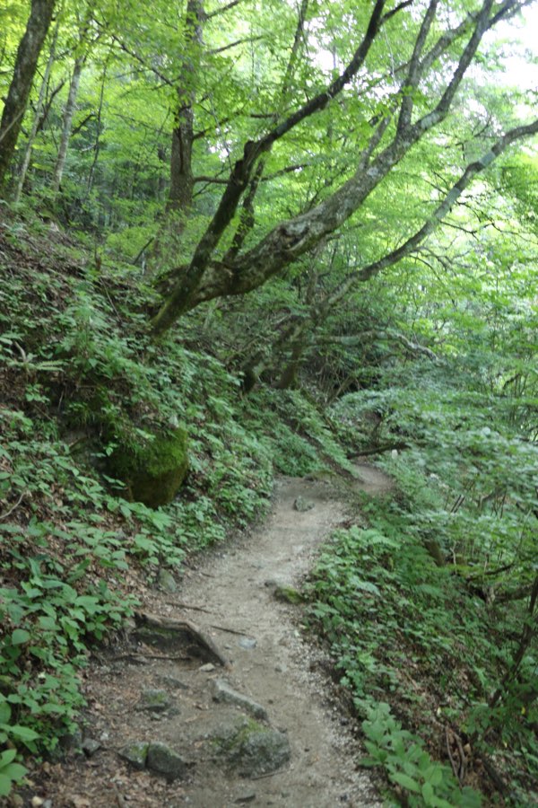 尾白川渓谷までの山道