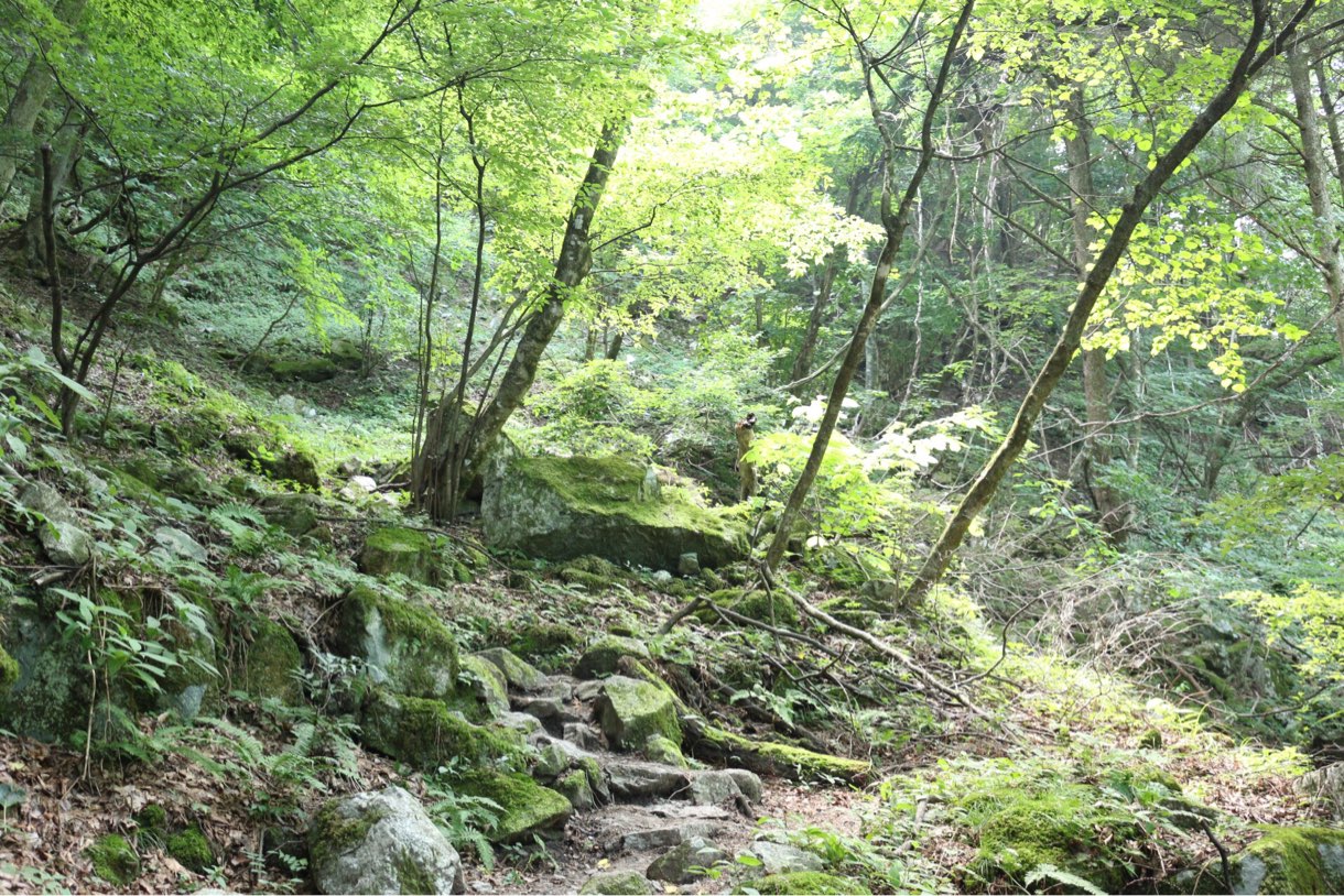 尾根道の様子