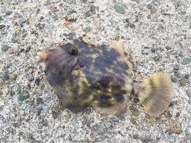 カワハギ