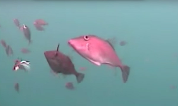 うみなかみるぞう君と釣るとこみるぞう君