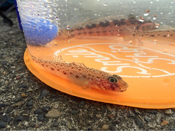 透明バケツに魚を入れてみた