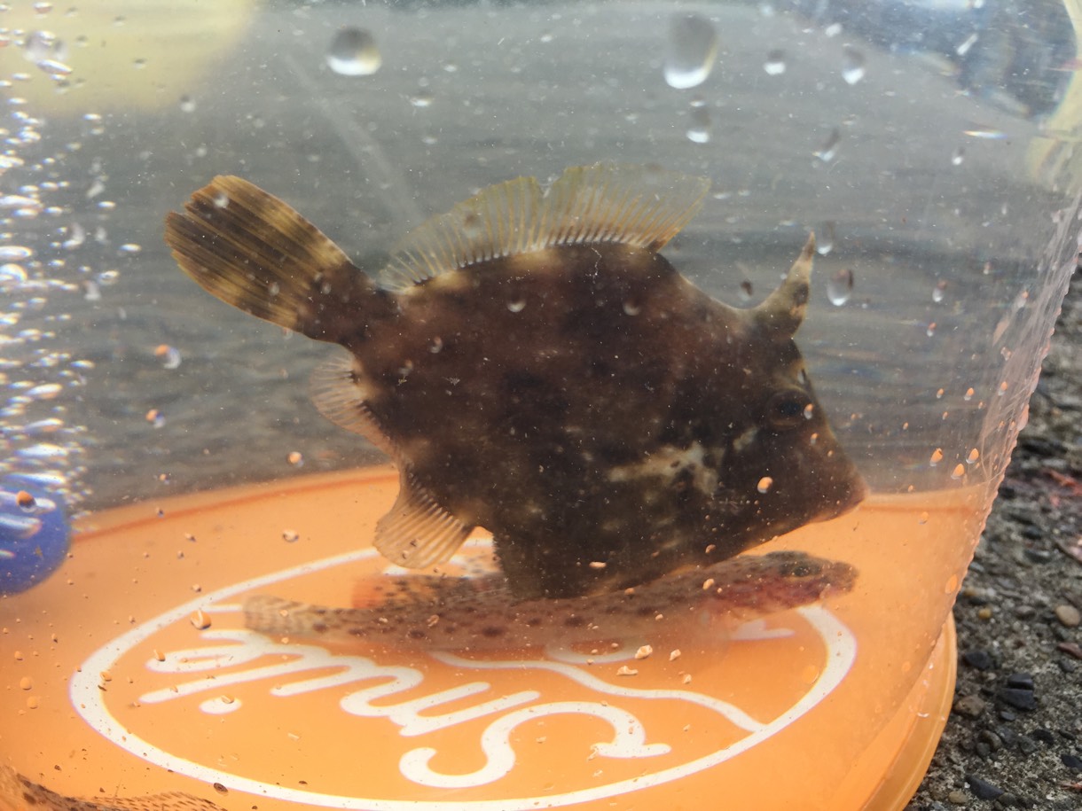 透明バケツから見るカワハギ