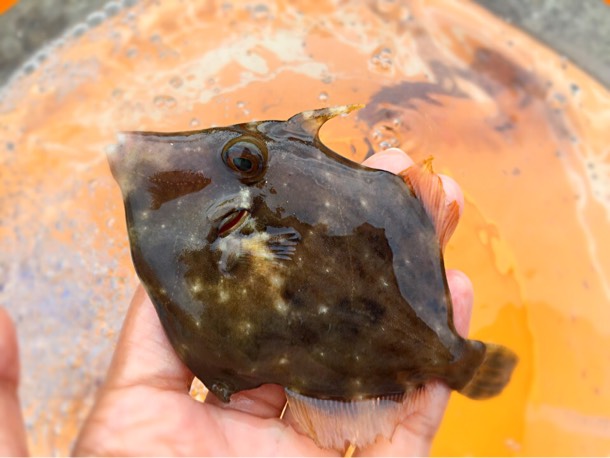 カワハギ