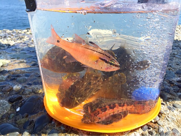 堤防釣り 透明バケツと魚