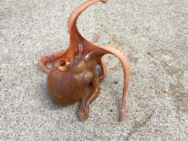 タコ