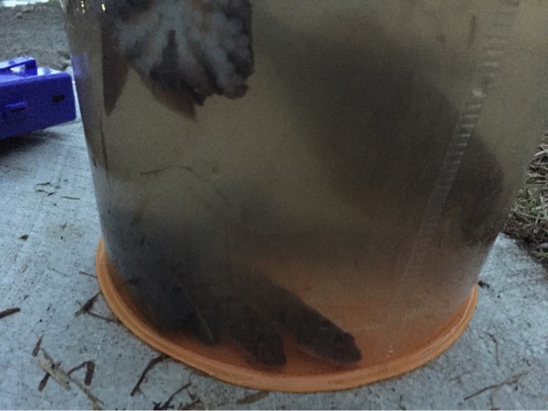 野島公園 釣り果