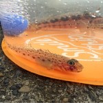 [Å] 釣った魚を「透明バケツ」で泳がすと水族館みたいで楽しさ倍増【釣り録04】