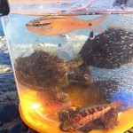 [Å] 気づいたら堤防で9時間釣りしてた（カワハギ・キス・ベラ・アイナメ・タコ etc）【釣り録05】