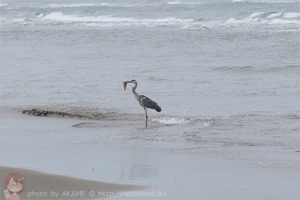 2日目に見たドライブウェイと海にいた鳥