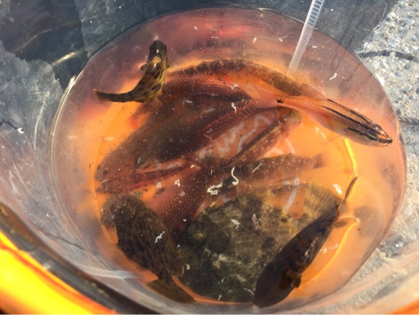 釣り果